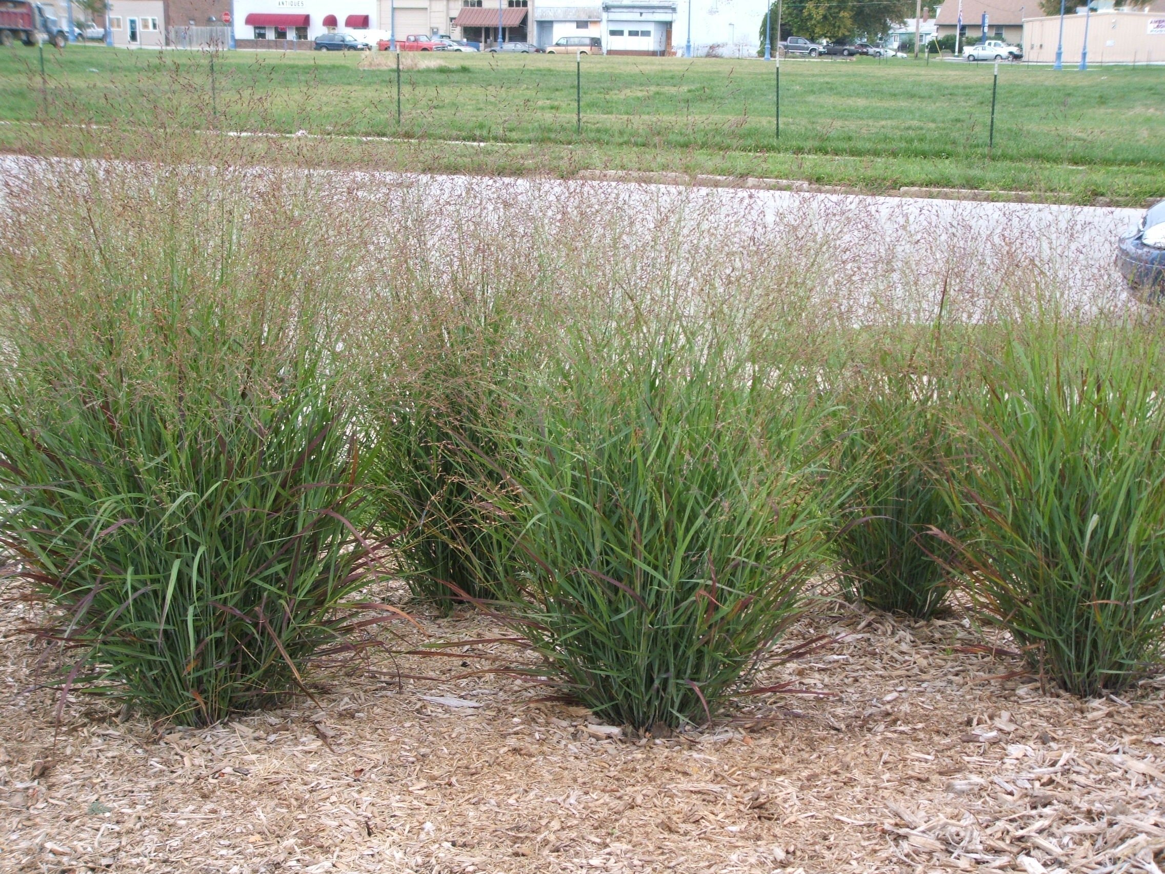 Plant of The WeekShenandoah Switch Grass CM's Outdoor Solutions Group